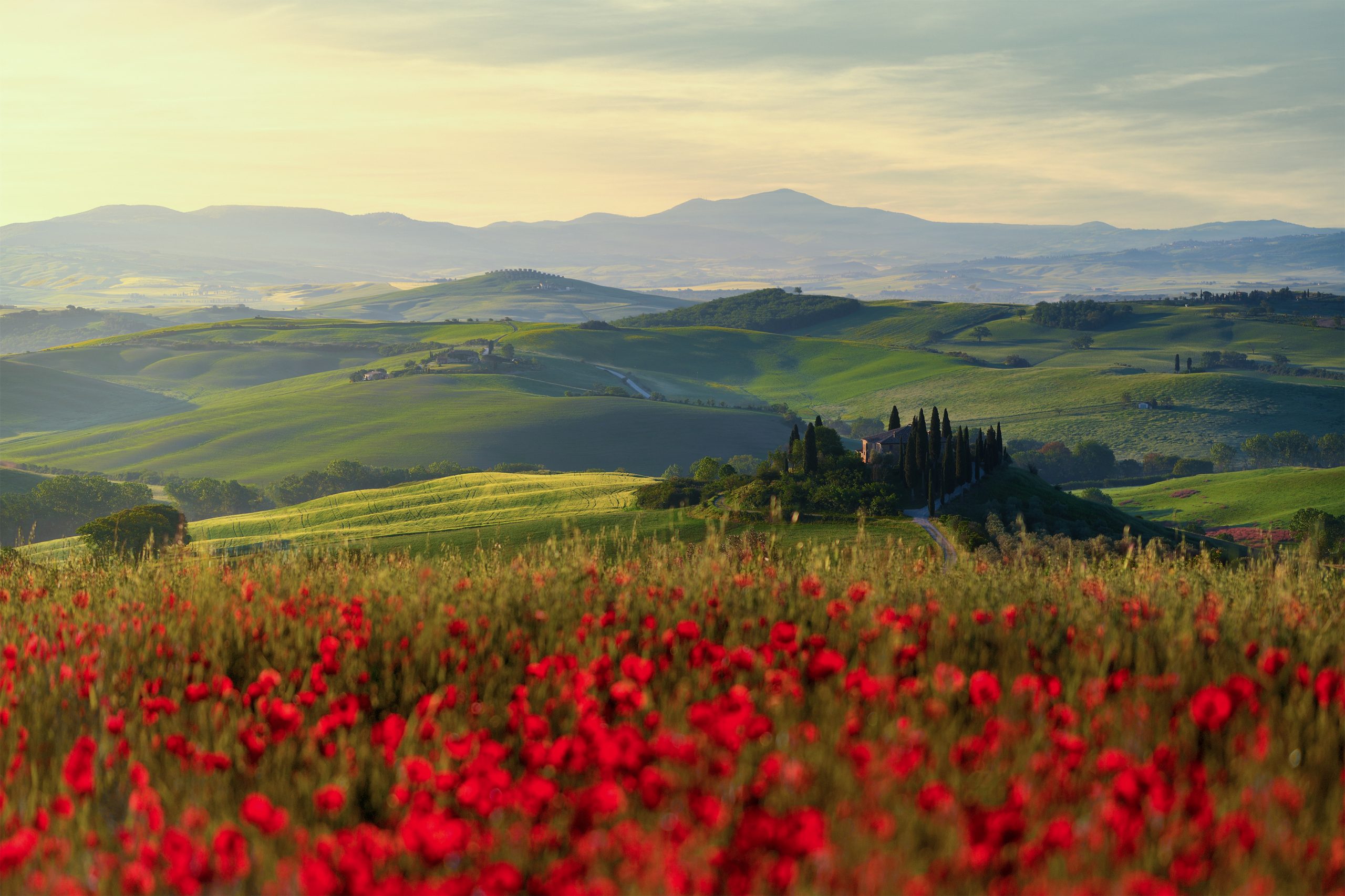 Paesaggio della Val d'Orcia con papaveri in primo piano