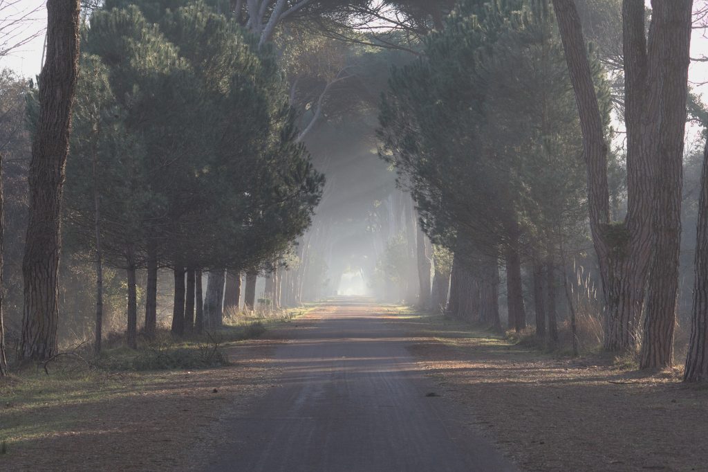Viale alberato di San Rossore